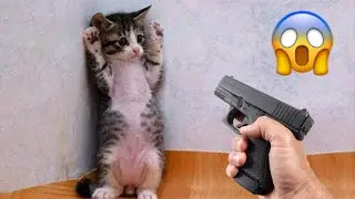 Funniest Cats and Dog Videos #4 🐱| Pet Nation