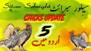 How to take care of your Silver sebright chicks 🐥 | #silversebright chicks care | update 5