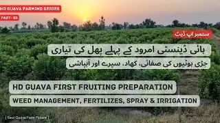 Part #3 || High Density Guava Pruning & 1st Commercial Fruit || Guava Farming 2020   #guava