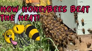 How Honeybees Regulate Hive Temperature During The Summer | Beekeeper Talk