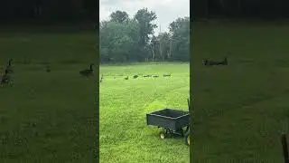 Canadian fertilizer company &ldquo;Goose&rdquo;is back at he homestead