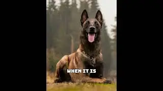 Why Malinois Are NOT for First-Time Dog Owners (The Truth About Drive)