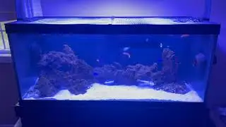 display tank update showing new fish and salt water aquarium