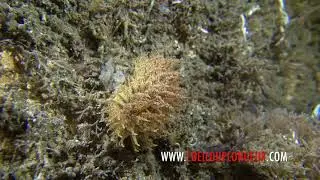 Janolus hyalinus - Antiopelle hyaline