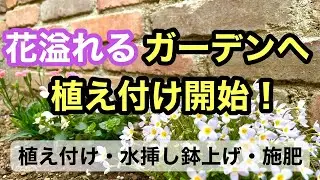 【３月のガーデニング】花一杯の季節を迎える準備。１ヶ月後の花笑うガーデンを目指して植え付けをスタートさせました。#gardening #ガーデニング #flowers #garden