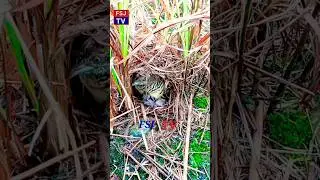 BUtton Quail Sound/batair/بٹیر/2023/نیو آواز/Quai huting/quail area/#video/بلدرچین