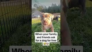 #americanbully #puplife #dogcompetitions #pitbull #dogevents #puppy #pupoftheday #dogshows