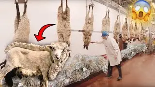 É ASSIM QUE TIRAM A LÃ DAS OVELHAS! - FAZENDA DE OVELHAS!