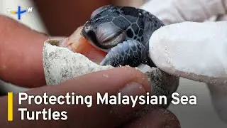 Climate Change Threatens Malaysia's Leatherback Sea Turtles | TaiwanPlus News