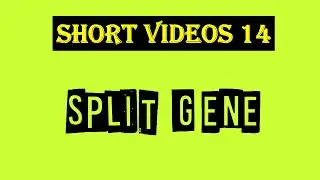 Split gene | Exons | Introns | hnRNA | mRNA | mRNA splicing