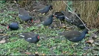 Common Moorhen Bird Real Hunt Call.  Via Bluetooth Moorhen Sound. Moorhen Bird 100% Working Sound.