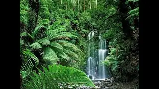Calming Rain Forest!!  (3 Hours +)  #restlessminds #forestsounds  #water #rain