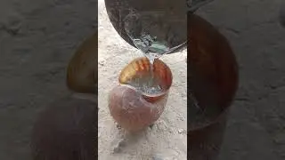 Aluminum Snail Shell Casting: A Detailed Guide for Beginners #shorts #viralvideo #restoration