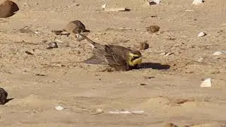 Shore Lark
