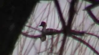 SALSKRAKE Smew  (Mergellus albellus)  Klipp - 143