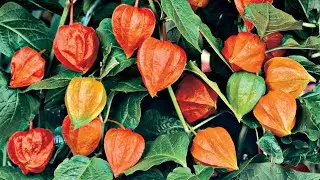 Culture des physalis