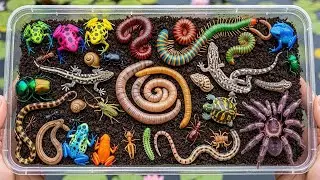 A Journey into Forest Wood  Studying Rare Colorful Insects and Their Secret Habitats