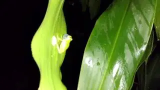 Northern or Fleishmann's Glass Frog (Hyalinobatrachium Fleishmann's)