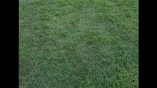 Why does my puppy eat grass? Walking with His head up! Changing food is a big deal!