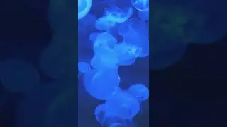 Blue Jellyfish| AuralZenith p