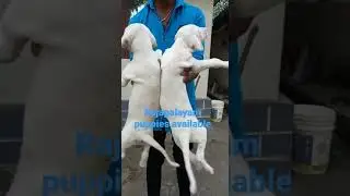 Rajapalayam and chipipari all native breed puppies for loving home Chennai velachery cal 9962624133