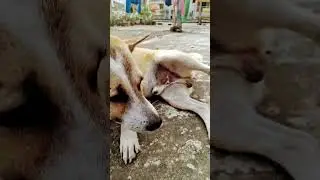 dog Tim 🐶#dog #shorts #doglove #viral #trending #explore #thomasshelby #teamcrazyy #itsmeissie #pet