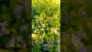 So pretty. Smells minty. Do you know what this plant is?