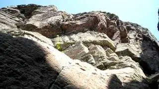 climbing Salamander 09.avi