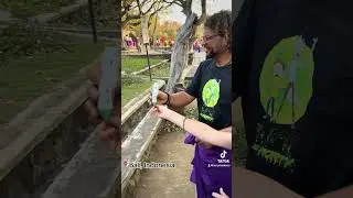 Эти обезьяны крадут вещи у туристов, и вам приходится давать им перекус, чтобы вернуть свою вещь.