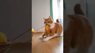 Ginger Cat vs. Yarn Chaos: The Never-Ending Battle!🤣🐱