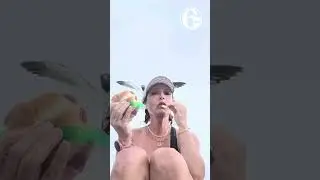 Brazen seagull swoops down to steal woman's sandwich