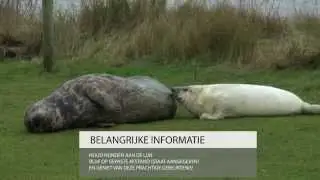 Pasgeboren grijze zeehond Luusje Vlieland 2014