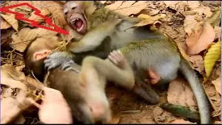 Poor Group Pity Small Monkey Thy Are Fight and Very Cry So Loudly.