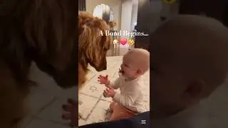 When the Baby Meets the Dog for the First Time ❤️🐶👶 | Pure Love!