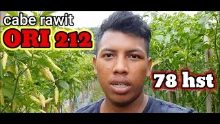CABE ORI 212 78Hst (spray ke 21)