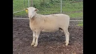 Lot 22 Waratah 190481