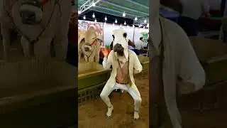 most beautiful cow dance #shortvideo #animaldance #viralshort #cowdance