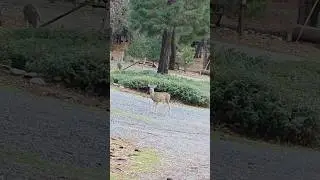 ​Waiting for Mom: The only way this fawn feels safe enough to eat. #deer