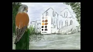 The kestrel drawing @mick Newall-n3f