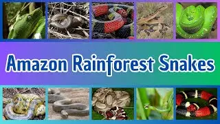 30 Snakes Found in the Amazon Rainforest | Learn Snake Names & Facts for Kids | Amazon  Snakes