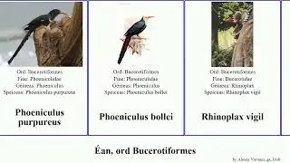 &Eacute;an, ord Bucerotiformes tockus anthracoceros bycanistes rhyticeros phoeniculus penelopides minor