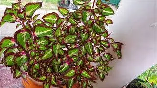 JJO Mini Garden my Mayana Collections and my ornamental Flowers