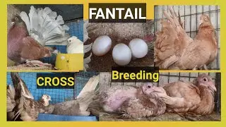 Fantail Cross Breeding And Results | लक्का कबूतर Cross Breeding Information