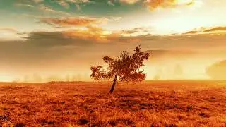 Free 4K Tree No Copyright Video | Sky Copyright Free Videos | Free Stock Videos | Free Footage