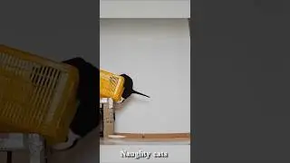 Funniest Cat Moments Ever 😹 #cat