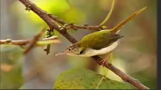 Tailorbird Bird Compilation and Mix