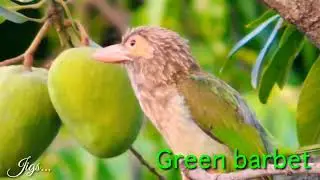 barbet call - bird singing.  Unique bird
