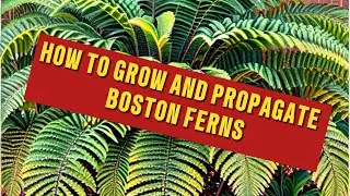 MASTERING BOSTON FERNS - Grow and Propagate Like a Pro!