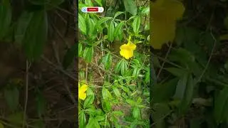 Dolichandra unguis-catiPlant, #shorts