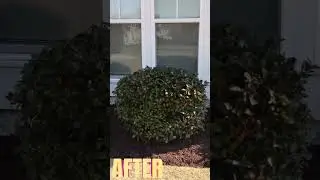 Mulch Makeover: Before & After!